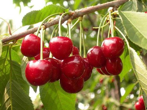 国产樱桃冬季修剪视频播放,国产樱桃养护之道